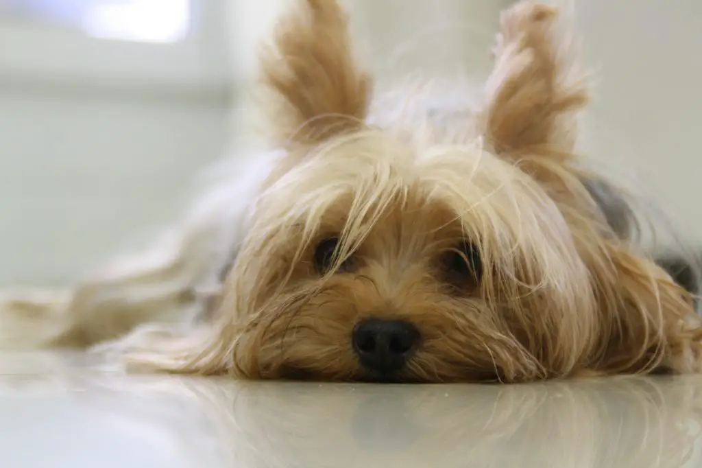 yorkie with long hair