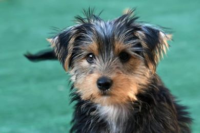 What does a yorkie look like?