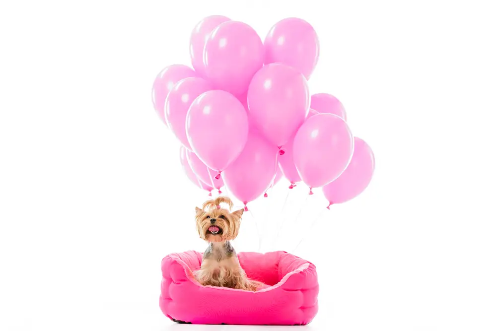 Give praise to your Yorkie for successful potty training
