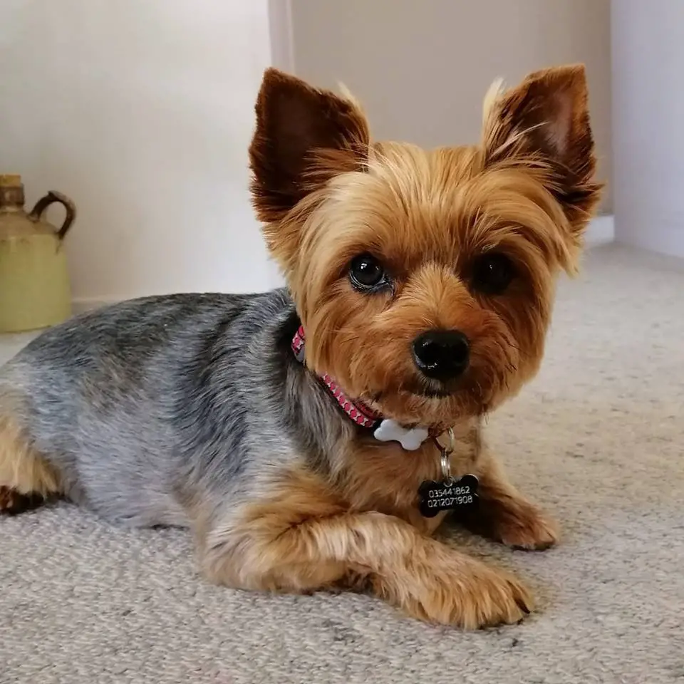 yorkie health issues and problems