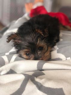 Luxating Patella yorkie health issues and problems
