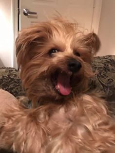 Yorkie temperament and personality
