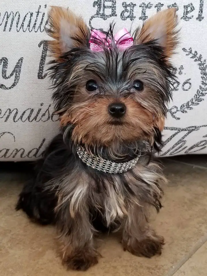 What does a teacup yorkie look like?
