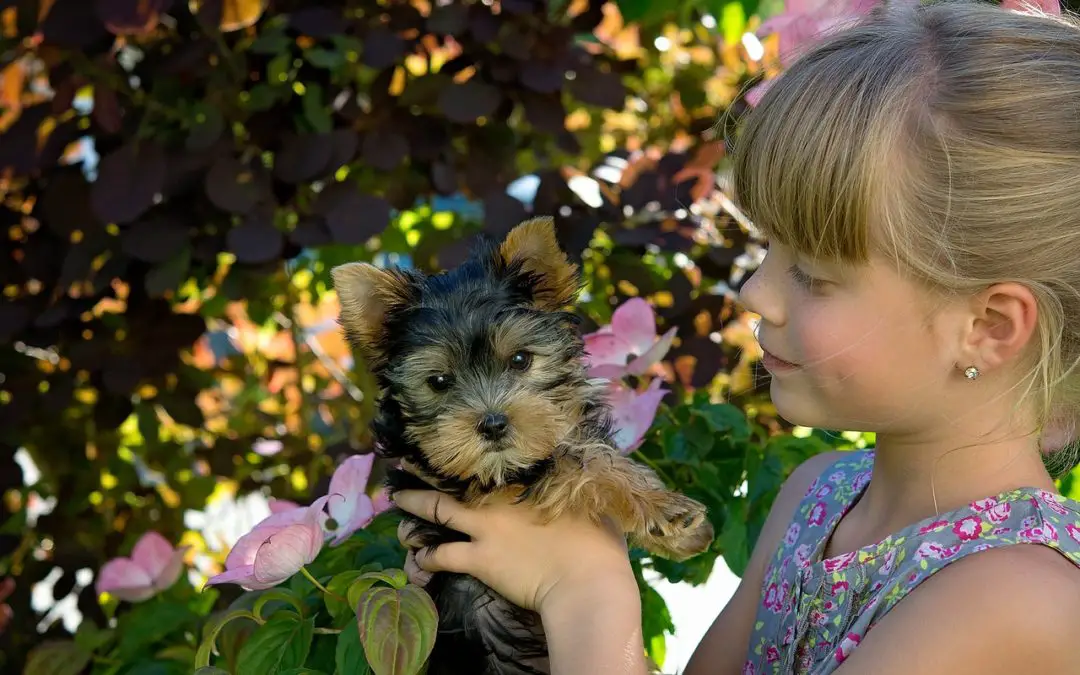 Are Yorkies Good Pets for Kids?