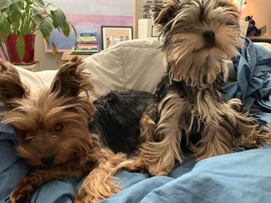 Retinal Dysplasia yorkie health issues and problems