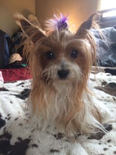 long haired yorkie with bow