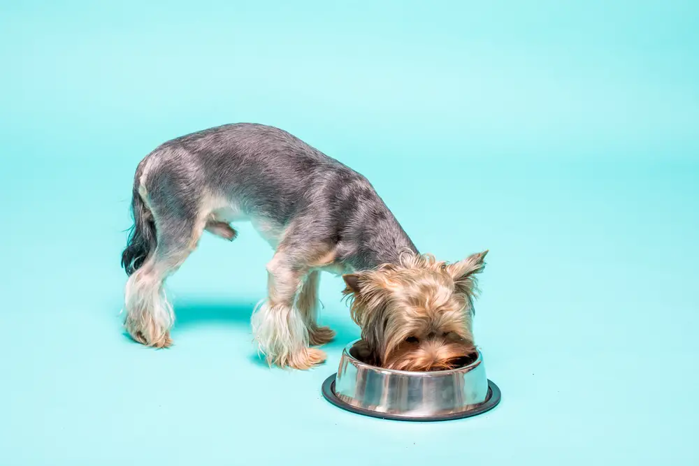 A Guide to Homemade Dog Food for Yorkies