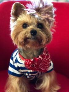 Dudley The Rock & Roll Yorkie