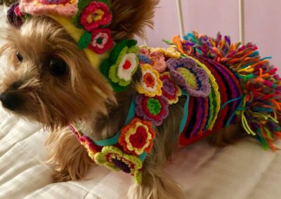 Dudley the Yorkie all dressed up
