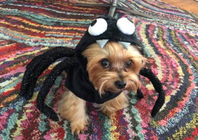 Dudley the Yorkie as a Spider