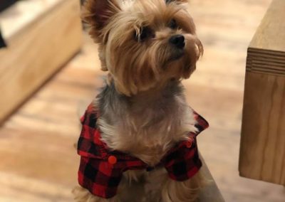 Dudley the Yorkie in Flannel