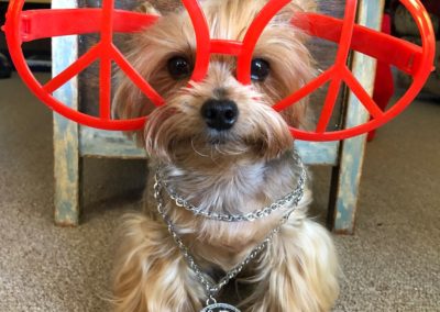 Dudley the Yorkie in Peace Glasses
