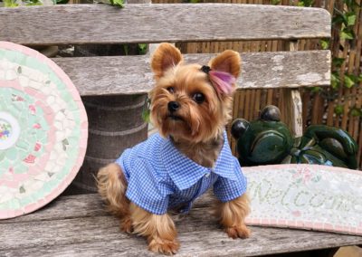 Dudley the Yorkie in a blue button up