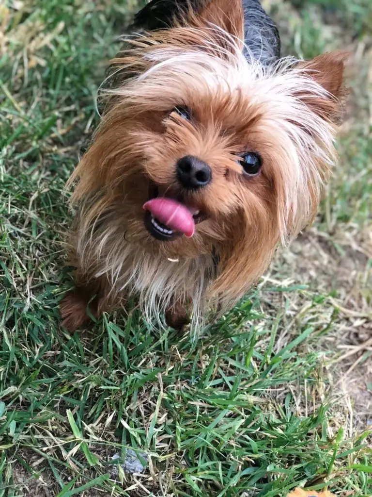 Lucy The Yorkie