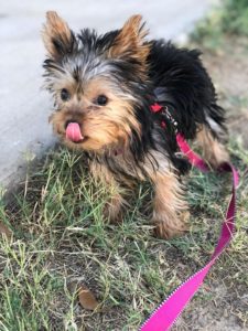 Lucy the Yorkie