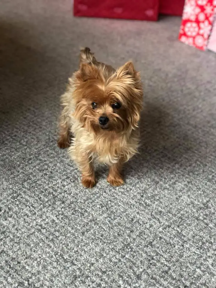 Yorkie with docked tail