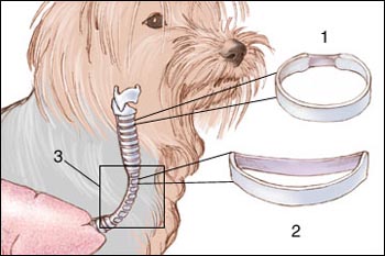 Yorkie Dog Health Conditions: Prevention, Detection and Treatment