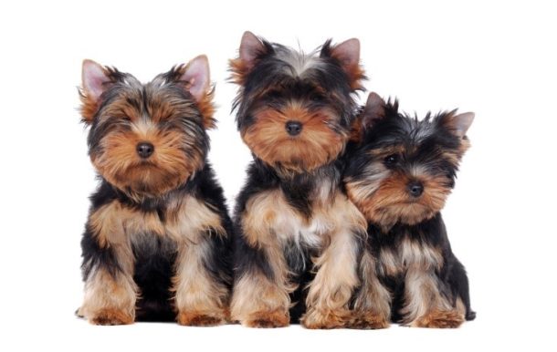 Teacup Yorkies - Learn About Miniature & Toy Yorkies - Yorkie Advice