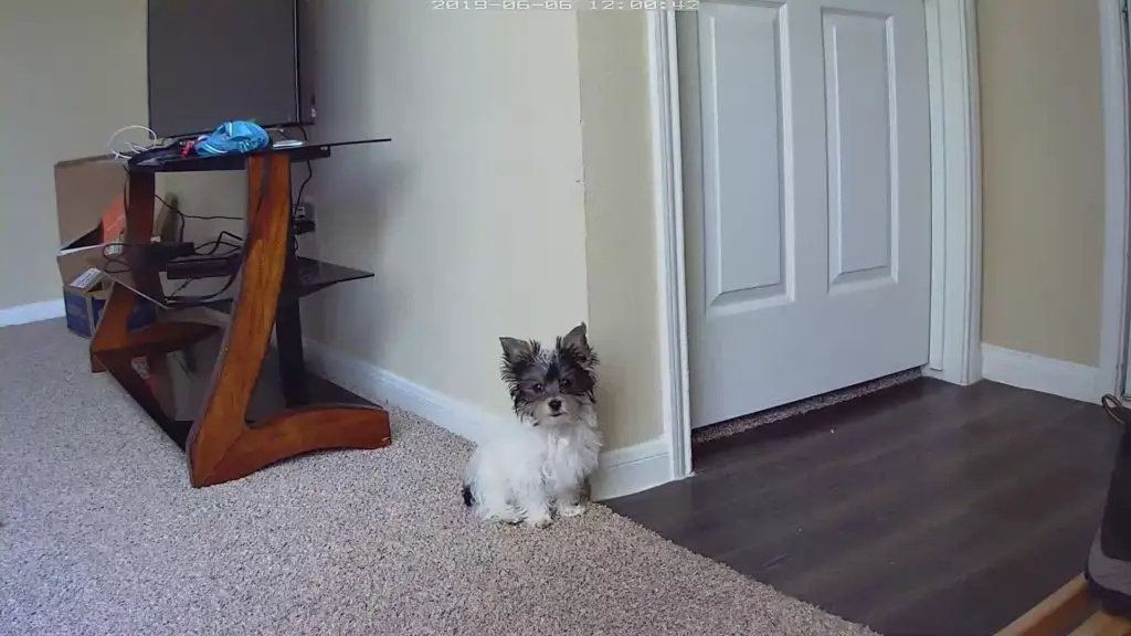 yorkie left alone at home
