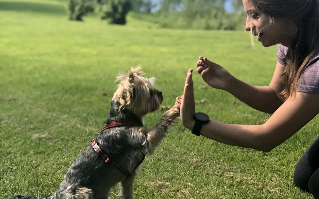 Yorkie Dog Tricks Training: Tips On How To Sit, Roll Over and Shake Hands