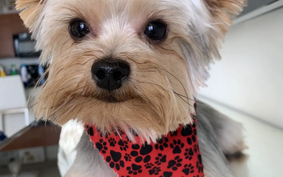 Personality Traits of a Yorkie Dog: What are they like?