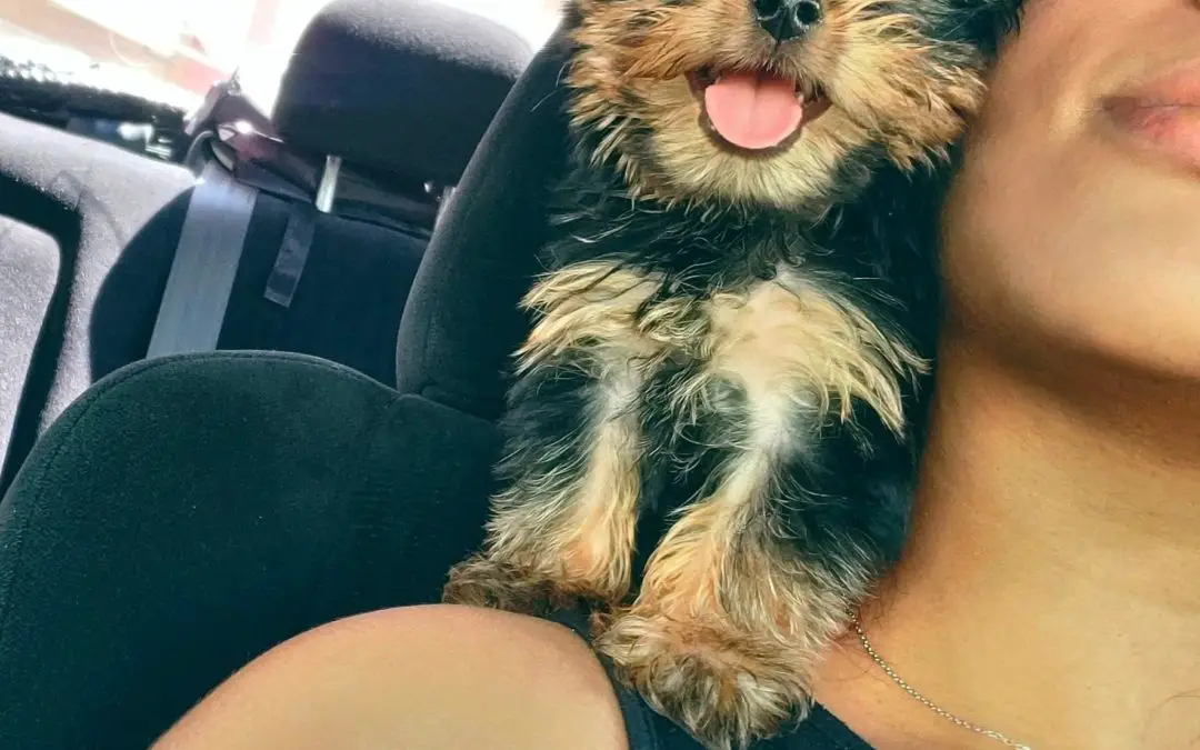 In-Depth Yorkie Car Riding Guide: How to Train Your Dog For the Perfect Rides