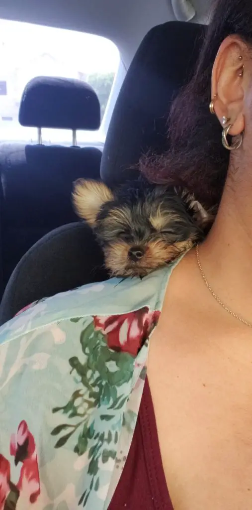 Yorkie sleeping with it's owner