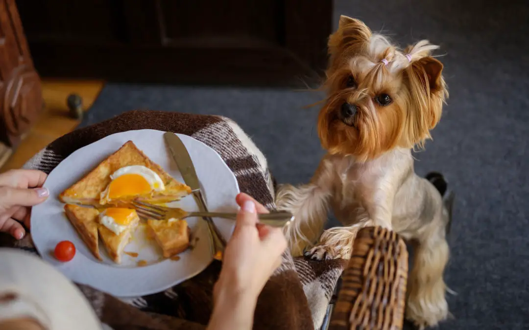 can a yorkie eat eggs?